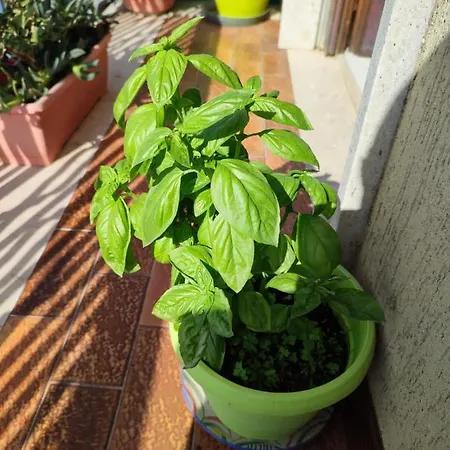 Casa Vacanze Rosina Lägenhet *